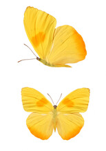Two Yellow Butterflies Isolated On A White Background