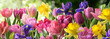 Decorative panorama of spring flowers in row on the bright green background