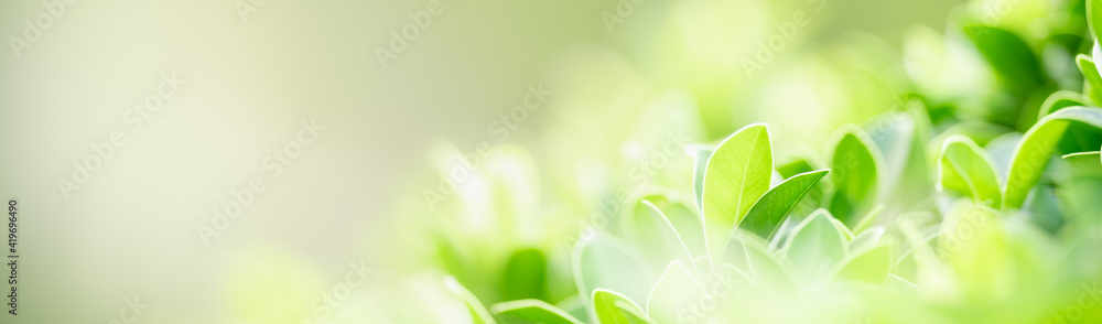 Closeup of green nature leaf on blurred greenery background in garden with bokeh and copy space using as background cover page concept. - obrazy, fototapety, plakaty 