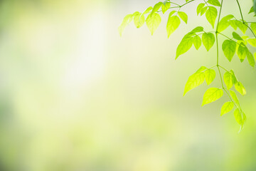 Wall Mural - Beautiful nature view green leaf on blurred greenery background under sunlight with bokeh and copy space using as background natural plants landscape, ecology wallpaper concept.