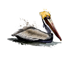 Wall Mural - Pelican from a splash of watercolor, colored drawing, realistic. Vector illustration of paints