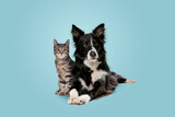 Fototapeta Koty - tabby cat and border collie dog
