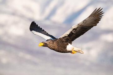 Wall Mural - The Steller's sea eagle, Haliaeetus pelagicus  The bird is flying in beautiful artick winter environment Japan Hokkaido Wildlife scene from Asia nature. came from Kamtchatka..