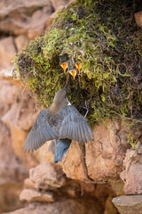 The White-throated dipper, Cinclus cinclus  The bird is feeding its chicks in colorful forest in the spring Europe Czech Republic Wildlife nature scene. During nesting season, clear runnig water..