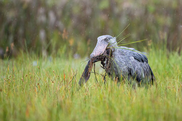 Wall Mural - The majestic bird of the wetlands and an excellent fisherman is in typical green environment. It just caught its prey-fish and flying away. The Shoebill, Balaeniceps rex or Shoe-Billed Stork..