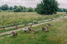 Group Of Cute Young Brown Domestic Geese Walking And Eating Fresh Grass Outside In Green Sunny Countryside Summer Landscape