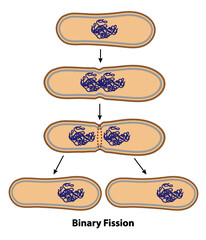 Binary fission process of cell reproduction in the division stages. Diagram of ribosome, cell wall, chromosome copying, and division steps.
