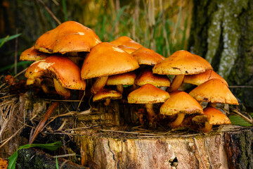 Sticker - Orange mushroom hats growing on a tree stump.