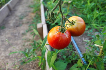 Wall Mural - One tomato on a vine in a greenhouse