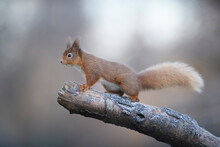 Red Squirrel Sitting On Branch, Scotland
