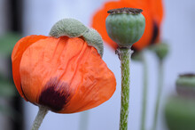 Orange Poppy Flower And Seed Pod