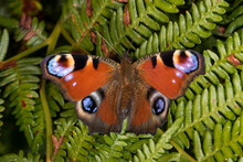Germany, Bavaria, Chiemgau, Close Up Of European Peacock (Aglais Io) Butterfly