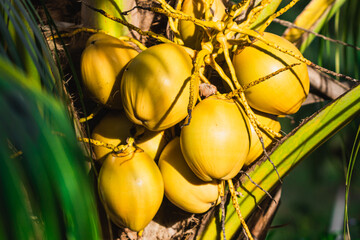 coconut palm tree