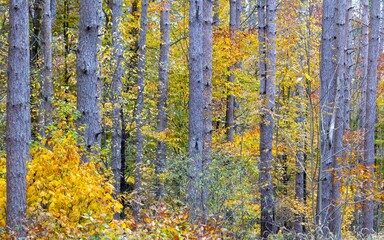 Wall Mural - Colorful Forest in the Fall