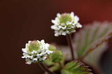 2 flores de stevia en macro