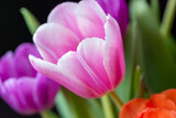 Fototapeta Tulipany - Blooming pink tulip close-up on a blurred background. 