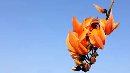 Orange Palas bloom on the branches. Frame of the forest, Bastard Teak, Bengal Kino (Butea Monosperma) Beautiful orange flowers blooming on a blue sky background with copy space. Selective focus