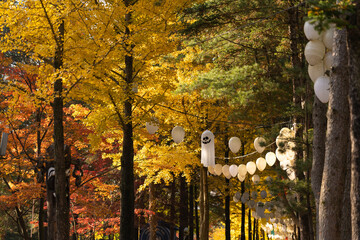 Gapyeong,South Korea-October 2020: Autumn foliage tree in the forest and ghost halloween decoration hanging on the tree in Nami Island, South Korea