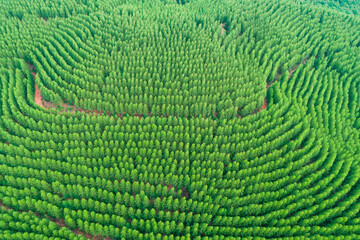 Wall Mural - Aerial view of summer green trees in a forest