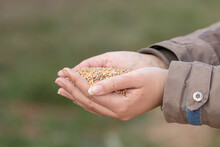 Hands Holding Wheat For Animals