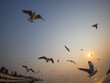 Sunset at Bang Pu Thailand , There are lots of seagulls fly, Recreation Center. Migratory seagulls flock to the Bang Pu Seaside. Selective focus 