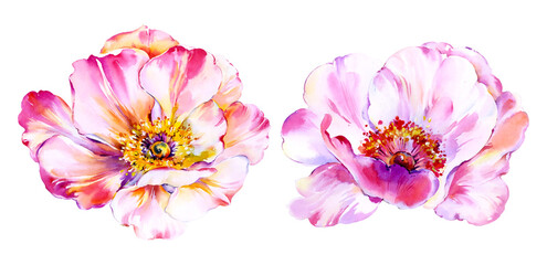 Flowers watercolor illustration. Manual composition.Design for cover, fabric, textile, wrapping paper .