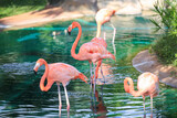 Fototapeta  - Flamingos birds in Honolulu Zoo Oahu Hawaii. Flamingoes are a type of wading bird in the family Phoenicopteridae, which is the only extant family in the order Phoenicopteriformes. Flamboyanc