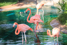 Flamingo Birds In Honolulu Zoo Oahu Hawaii
