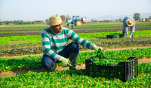 Latin American Farm Worker Hand Harvesting Organic Corn Salad Crop On Fertile Agriculture Land