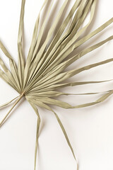 Wall Mural - Closeup of dry tropical palm leaf isolated. Pattern background. Minimal floral texture composition.