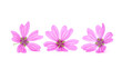 Purple pink flowers of mallow isolated on white, Malva sylvestris