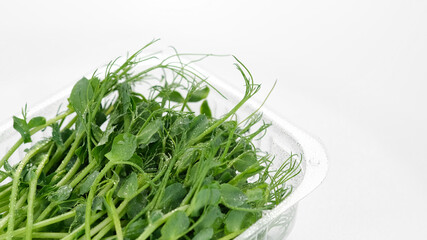 Wall Mural - fresh peas micro greens in container for delivery or sale on white background