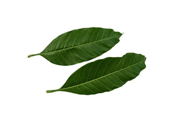  Fresh mango  green leaves on a white background