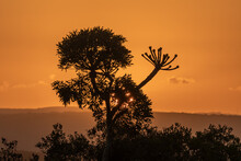 Silhouette Of A Kiepersol Tree At Sunset In The African Bush With A Beautiful Orange Sky