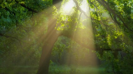 Aufkleber - Magical foggy forest. Rays of morning sun make their way through the foliage of tree and fog. Summer in the forest, 4K