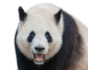 Closeup of giant panda bear isolated on white background