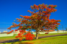 Flamboyant Tree Blooming, Beautiful Nature (Delonix Regia)

