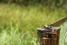 Soft Focus Of Chestnuts On An Old Tree Stump