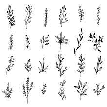 Collection Sketch Twigs. Hand Drawn Vector Floral Elements.
