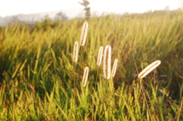 wheat field in summer