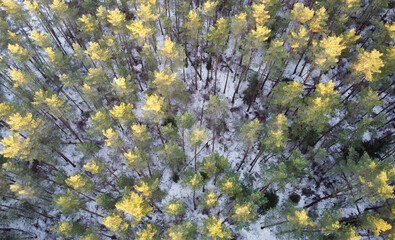 Top view of green spring sunny day at sunset