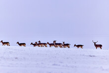 Deer Group In The Winter Meadow