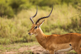 Fototapeta Sawanna - Closeup of Impala image taken on Safari located in the Serengeti, National park, Tanzania. Wild nature of Africa.