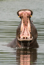 A Yawning Hippopotamus In Kruger NP, Africa