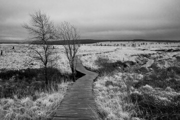 Naturpark High Fens-Eifel in Belgium in the snow Black and white