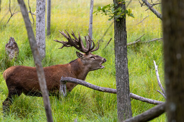 Fototapete - European red deer (Cervus elaphus) in rut, it is fourth  the largest deer species