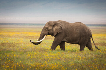 Wall Mural - Elephant eating grass during safari in National Park of Ngorongoro, Tanzania. Beautiful yellow flowers around him. Wild nature of Africa.