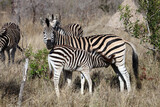 Fototapeta Sawanna - Zebra foal feeding, South Africa
