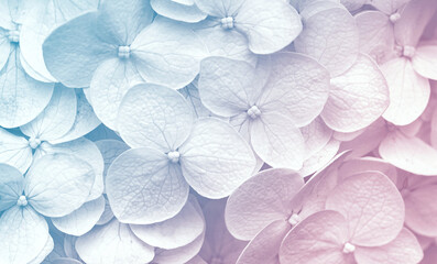 Delicate natural floral background in light blue and violet pastel colors. Texture of Hydrangea flowers in nature with soft focus, macro.