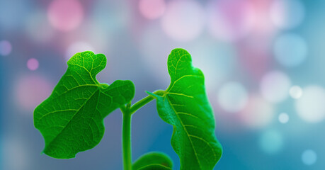 Sticker - Leaves of a young plant on a pink turquoise background with bokeh effect